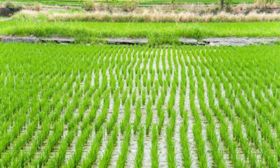 Omor Rice
