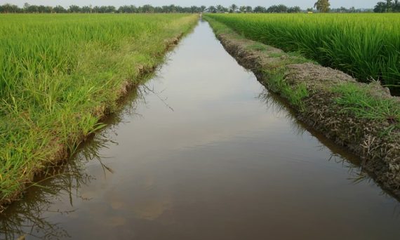 RICE PRODUCTION IN OMOR: A PROSPECT FOR NATION BUILDING